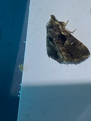 Drobeta