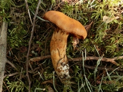 Aureonarius limonius