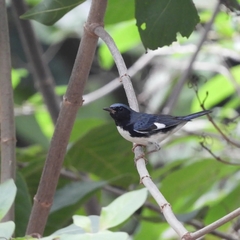 Setophaga caerulescens