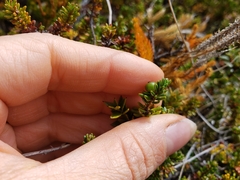 Empetrum rubrum