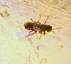 Tachytes tricinctus