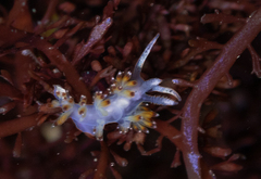 Apata pricei