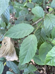 Maesa perlaria formosana