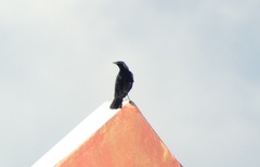 Ptiloxena atroviolacea