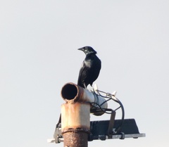 Ptiloxena atroviolacea