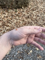 Gyponana