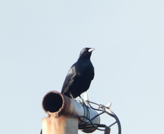 Ptiloxena atroviolacea