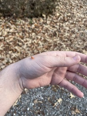 Gyponana