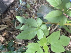 Causonis japonica