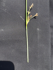 Juncus sarophorus