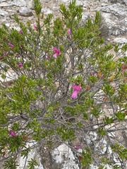 Eremophila