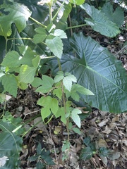 Causonis japonica