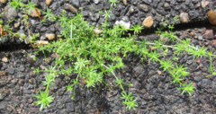 Galium divaricatum