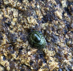 Siphonaria lessonii