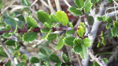 Ceanothus gloriosus porrectus