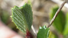Ceanothus gloriosus porrectus
