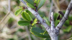 Ceanothus gloriosus porrectus