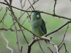 Forpus conspicillatus