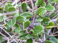 Ceanothus gloriosus porrectus
