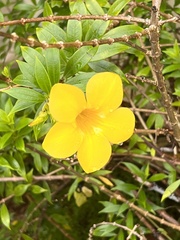 Allamanda