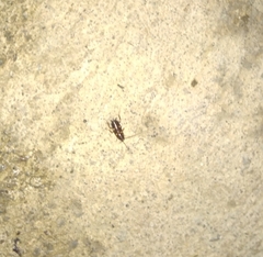 Periplaneta australasiae image