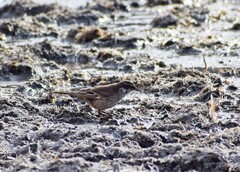 Cinclodes albiventris