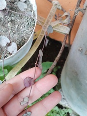 Ceropegia linearis