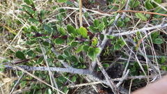 Ceanothus gloriosus porrectus
