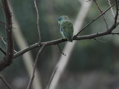 Forpus conspicillatus