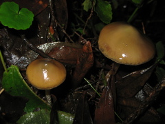 Psilocybe caerulescens