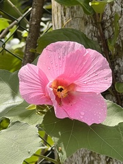 Hibiscus