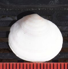 Semele proficua