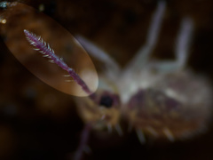 Dicyrtomidae