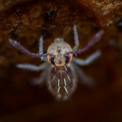 Dicyrtomidae