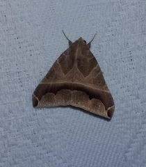 Ophisma sinuata