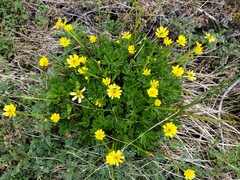Ranunculus peduncularis
