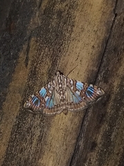 Glyphodes sibillalis