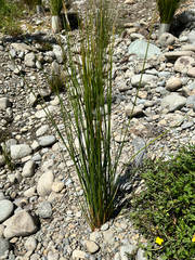 Machaerina rubiginosa