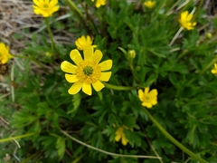 Ranunculus peduncularis