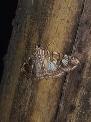 Glyphodes sibillalis