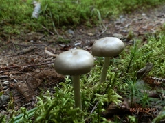 Entoloma clypeatum
