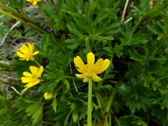 Ranunculus peduncularis