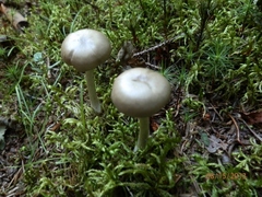 Entoloma clypeatum