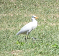 Bubulcus ibis