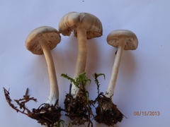 Entoloma clypeatum
