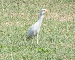 Bubulcus ibis