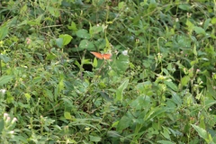 Danaus
