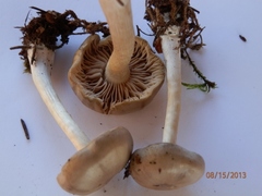 Entoloma clypeatum