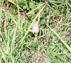 Anartia jatrophae