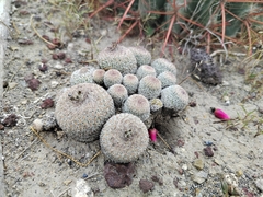 Epithelantha greggii